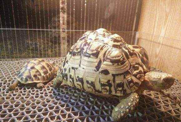 白豹龟是一种什么样的动物呢?白豹龟的资料分