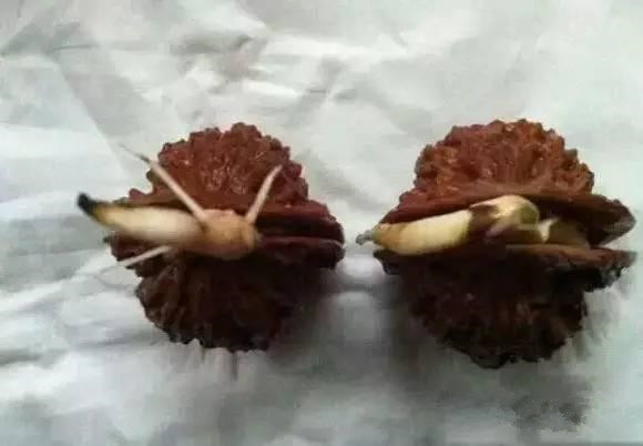 盘了十几年的核桃,一不留神竟然发芽了,一脸懵逼!