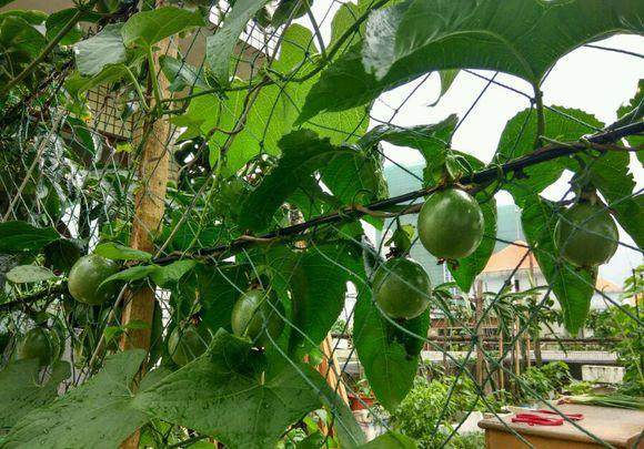 在楼顶种了百香果被骂没公德,如今结果了邻居