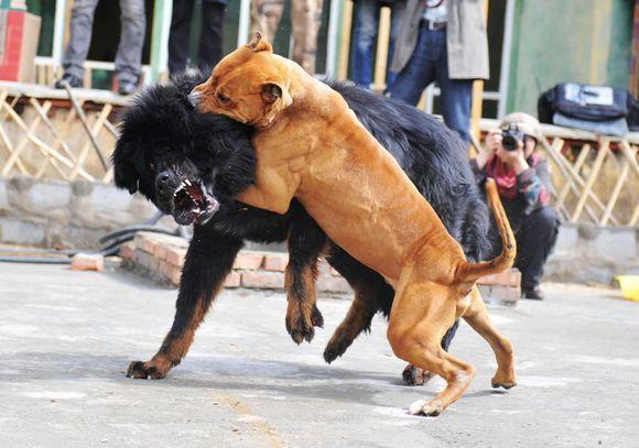 中国神犬对美国恶霸犬种结局却是大伙都预料到的一样