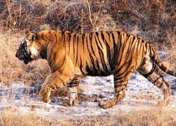 世界上最传奇的老虎,它是虎中之王