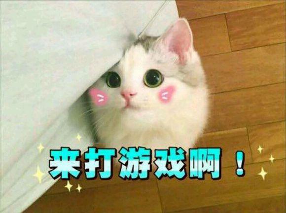 网上超火超萌猫咪表情包