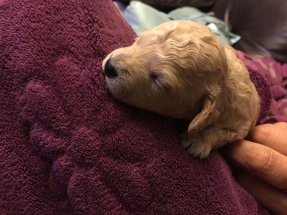 刚出生的小金毛被丢进垃圾桶,本想捡个便宜,谁