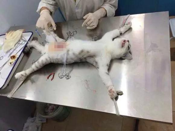那些被割了蛋蛋的猫咪们,感觉都好可怜!