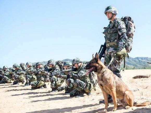 《神犬奇兵》中的幽灵犬存在吗?它就是中国最优秀的