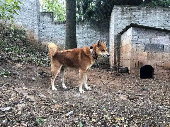 国内颜值最高的中华田园犬,很像秋田犬的祖先!