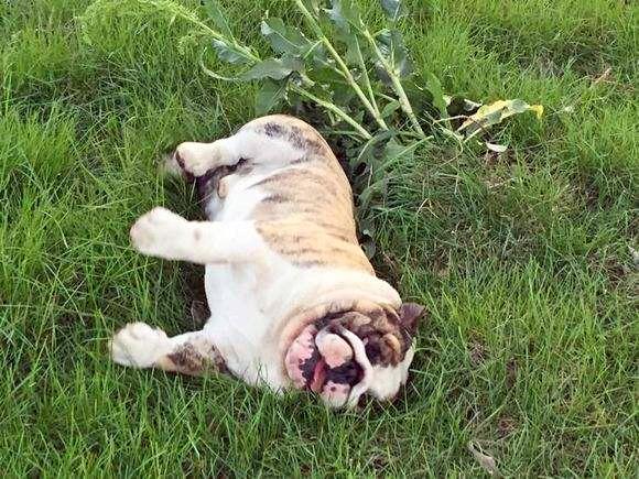 觉得狗狗驱虫不重要?我来盘点一下体内外寄生