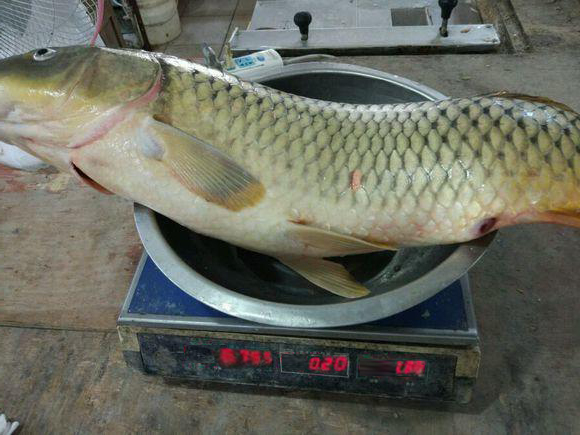 农村小伙野钓遇大鲤鱼,折断鱼竿弄脏衣服,钓获13斤重大鲤鱼!