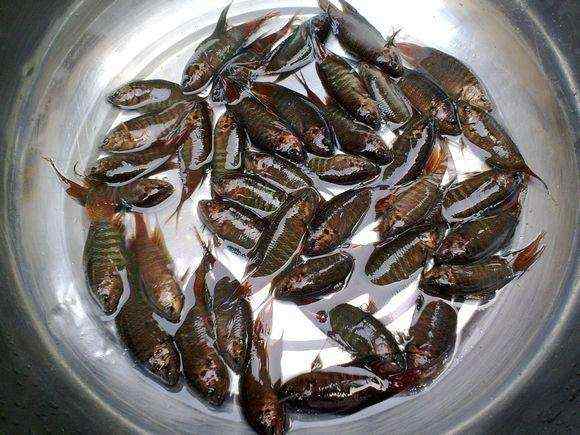 农村河里的这4种鱼,如今已经很少见了,全吃过