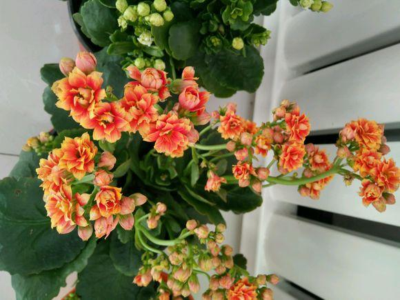 家里养花别瞎养！这6种花旺财又养人，而这2种花是大忌
