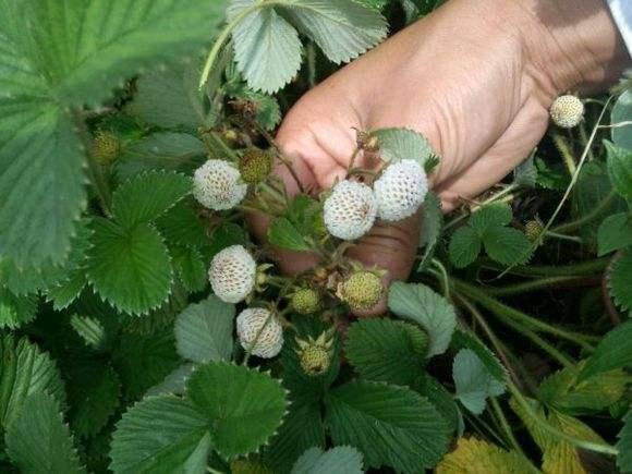 农村"大米泡"你吃过吗?并非主食而是一种水果?大人孩子抢着吃