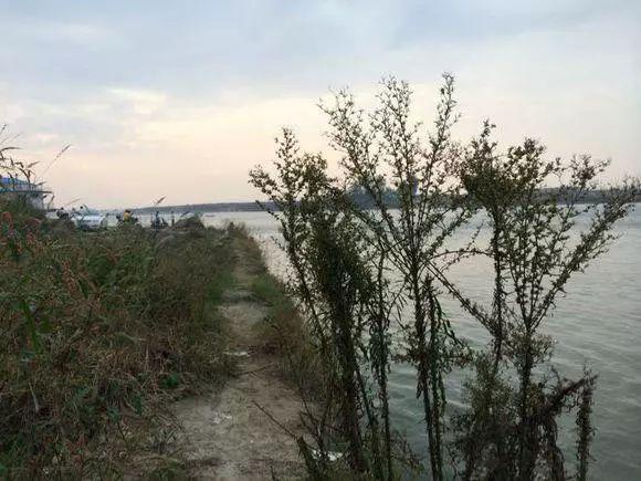 它是汉江流域最好钓的鱼种,也是一道美味的家