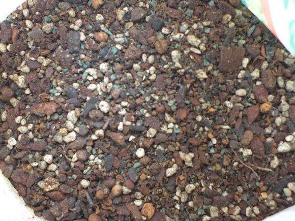 多肉配置的土壤里加了这几样,几年的多肉长成