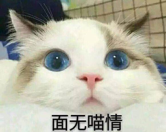 网上超火超萌猫咪表情包