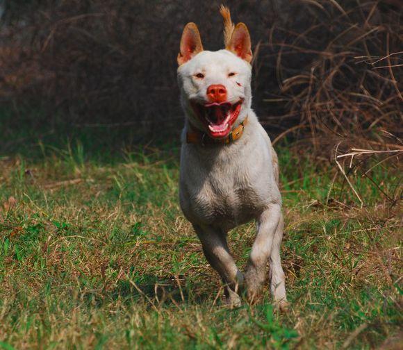 "中华名猎"下司犬:几近灭绝,比大熊猫还要珍贵