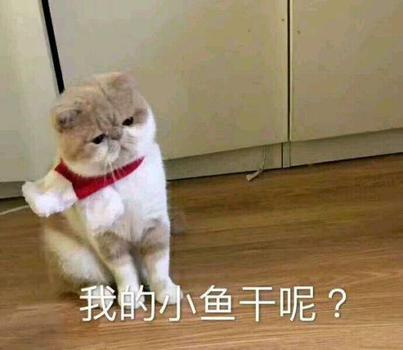 网上超火超萌猫咪表情包