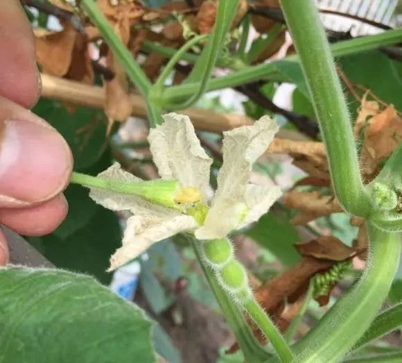 阳台种1棵葫芦,1根藤上挂了7个娃,细腰大肚惹