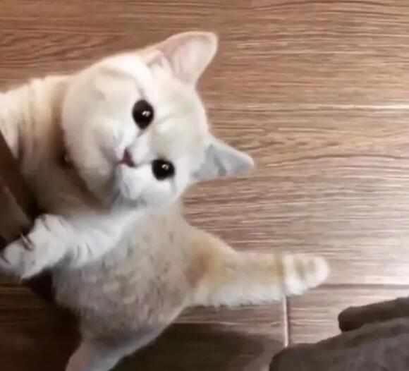 猫咪一饿就抱主人大腿看那萌死人的小模样