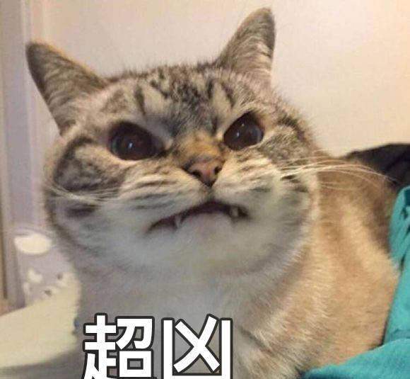 猫咪超凶表情包