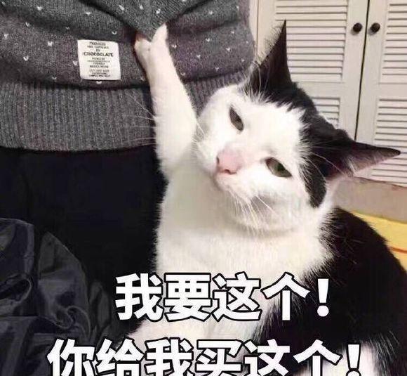你给我买这个!奢侈猫表情包的完整故事在这里