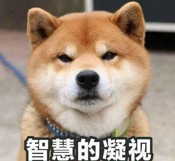 情侣们秀恩爱的七夕节到了,你想知道单身狗都有那些过