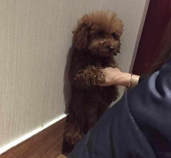 养了泰迪几个月,狗狗有一天突然咬了主人,铲屎