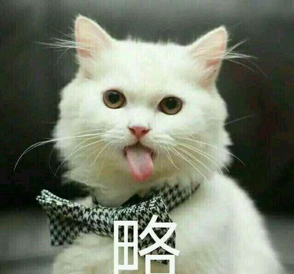 猫咪撒娇表情包,没有男朋友的就不要点进来了