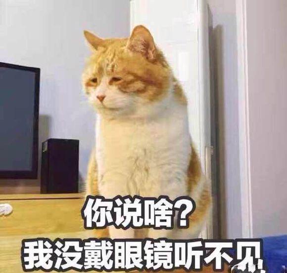 网上超火超萌猫咪表情包