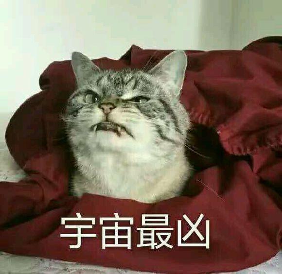 网上超火超萌猫咪表情包