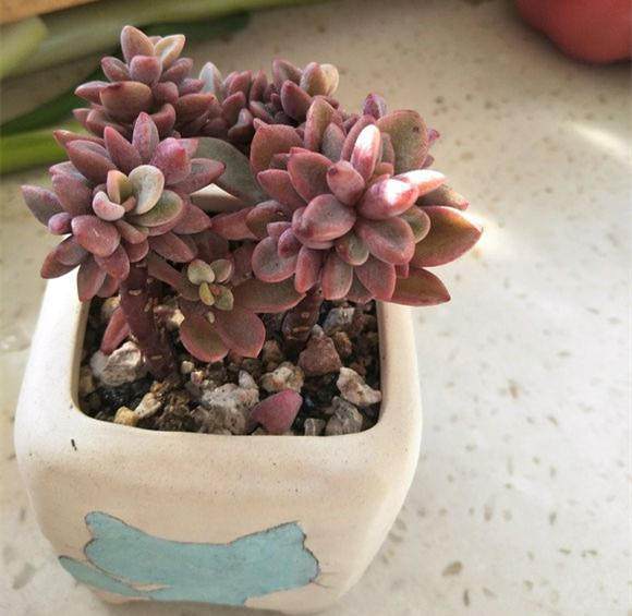 春天到了该给多肉换土,几个配土方案早给你备