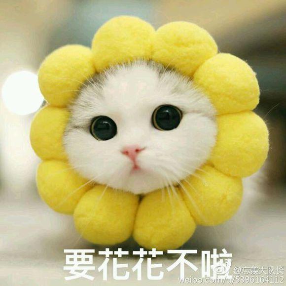 网上超火超萌猫咪表情包
