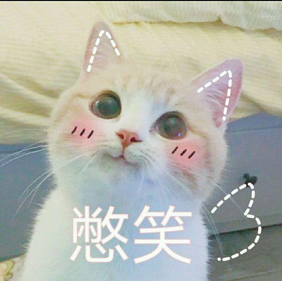 网上超火超萌猫咪表情包