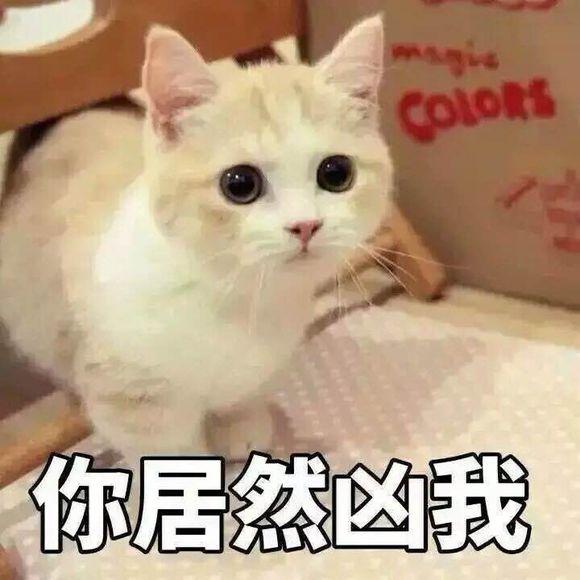 网上超火超萌猫咪表情包