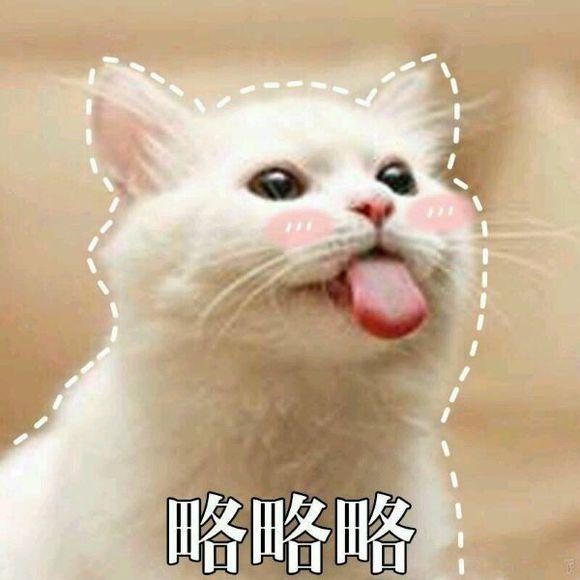网上超火超萌猫咪表情包