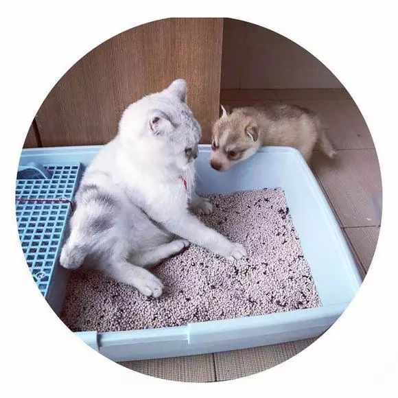 猫老大怒了,玩你妹啊.你睡一夜了,我还没合过眼呢,快滚.