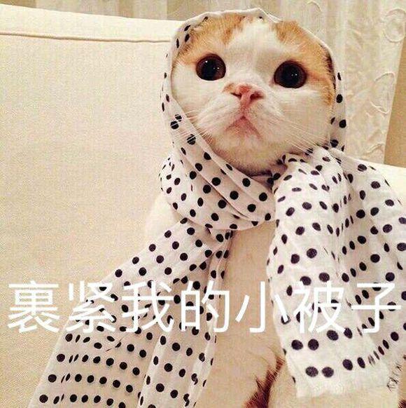 网上超火超萌猫咪表情包