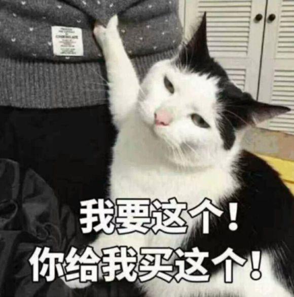 网上超火超萌猫咪表情包