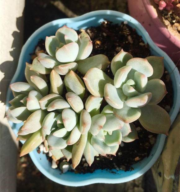春天到了该给多肉换土,几个配土方案早给你备