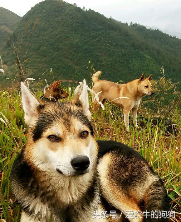 和中华田园犬串了三代的混血狼既然你狼性未尽就和铁链相伴吧