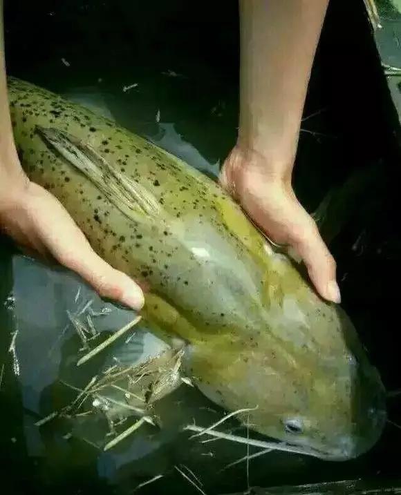 要是在河里钓到一条十来斤的这种淡水鱼,就是普通人二
