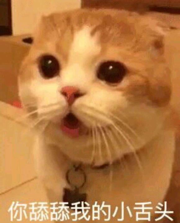 网上超火超萌猫咪表情包