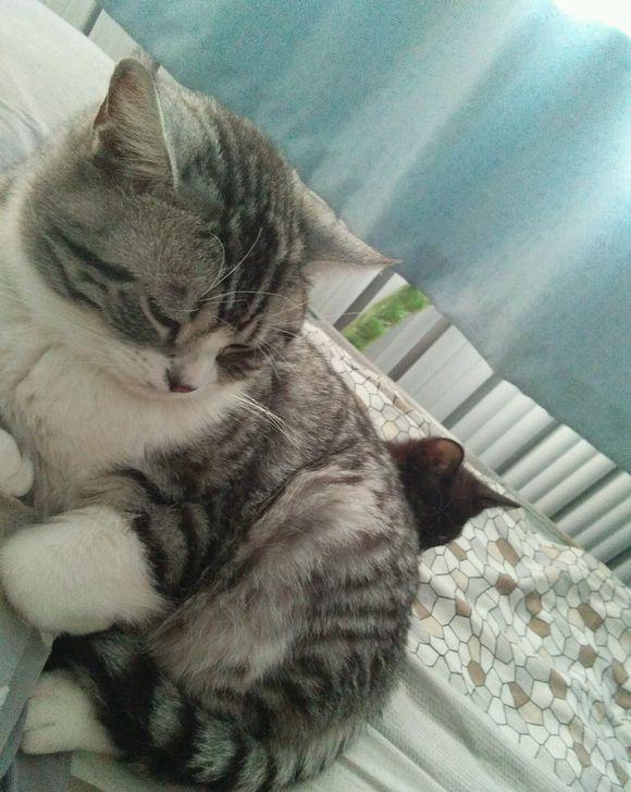 女孩领养了四只猫咪,到家后不吵不闹很乖巧,主