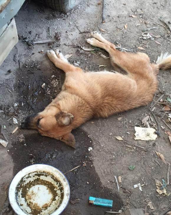 狗狗生下一窝狗宝后离奇死亡,同事道出内幕后让我愤慨内疚