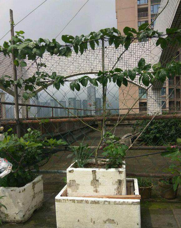 在楼顶种了百香果被骂没公德,如今结果了邻居天天来偷吃,怎么办