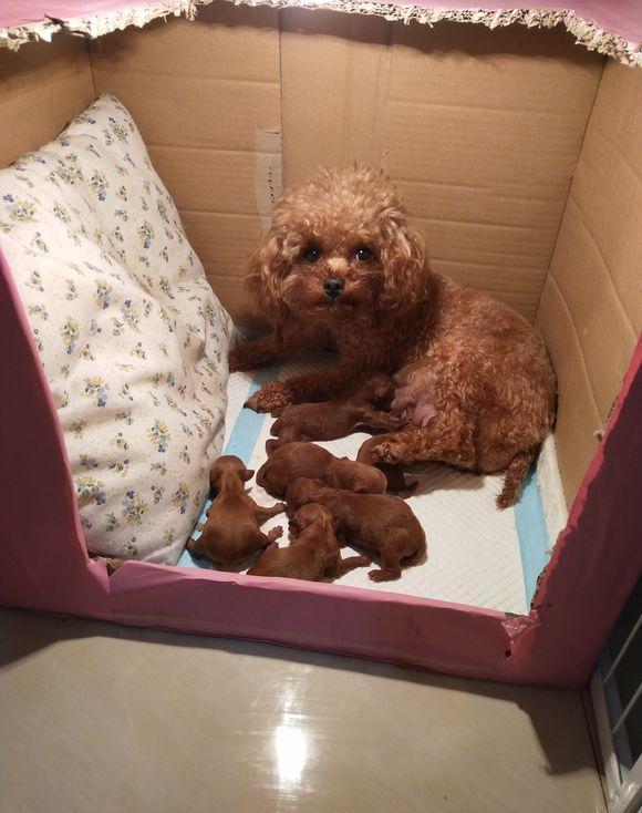 临产的狗狗难产12个小时没动静剖腹产后泰迪却给她带来大惊喜