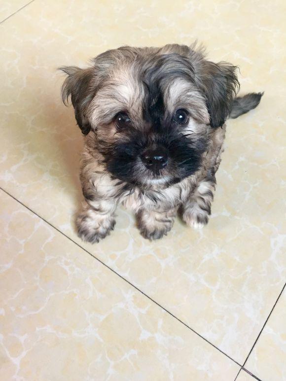 爸爸是灰色泰迪,妈妈是黑色泰迪,生出来的孩子