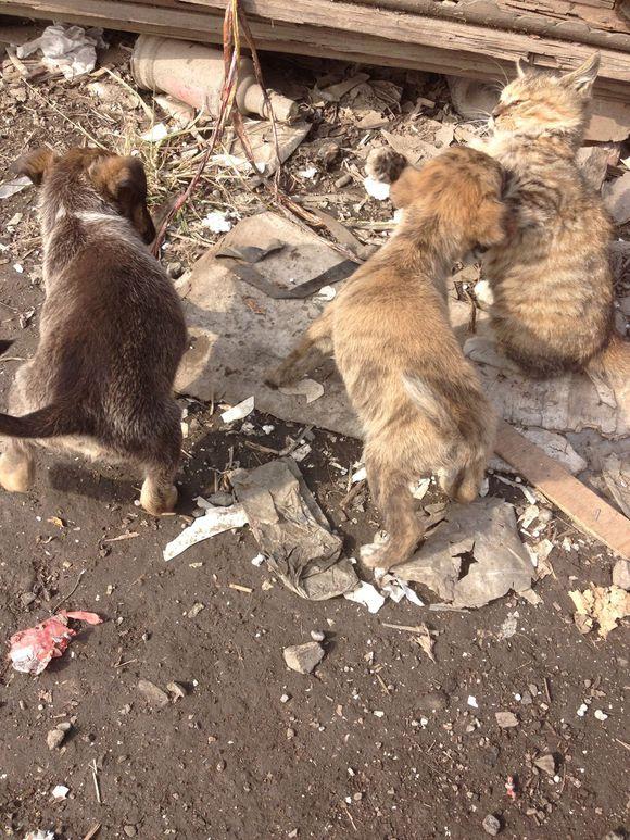 废弃房里流浪猫狗,一个个骨瘦如柴见人就躲,本是天敌