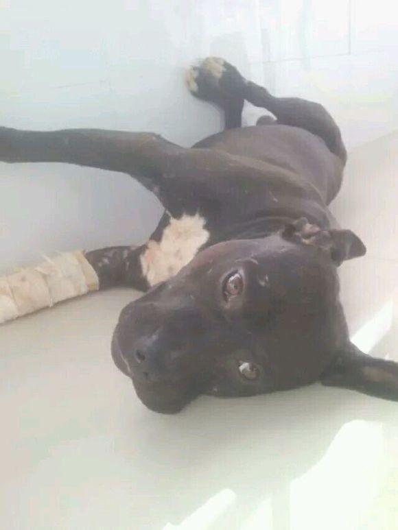 昔日斗狗场战神，比特犬退休后变萌宠