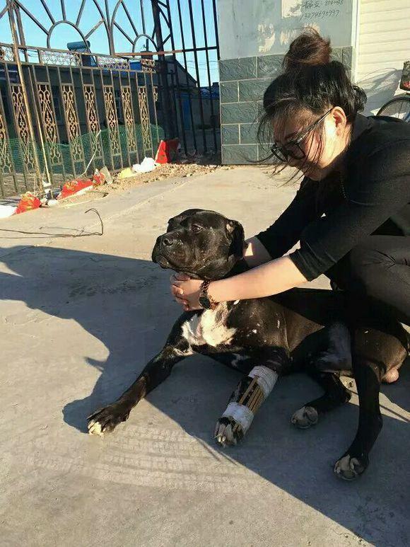 昔日斗狗场战神，比特犬退休后变萌宠