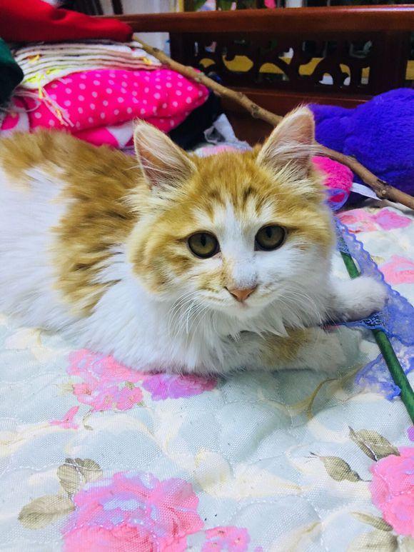 陪伴五个月的橘猫无缘无故去世, 当女孩得知原